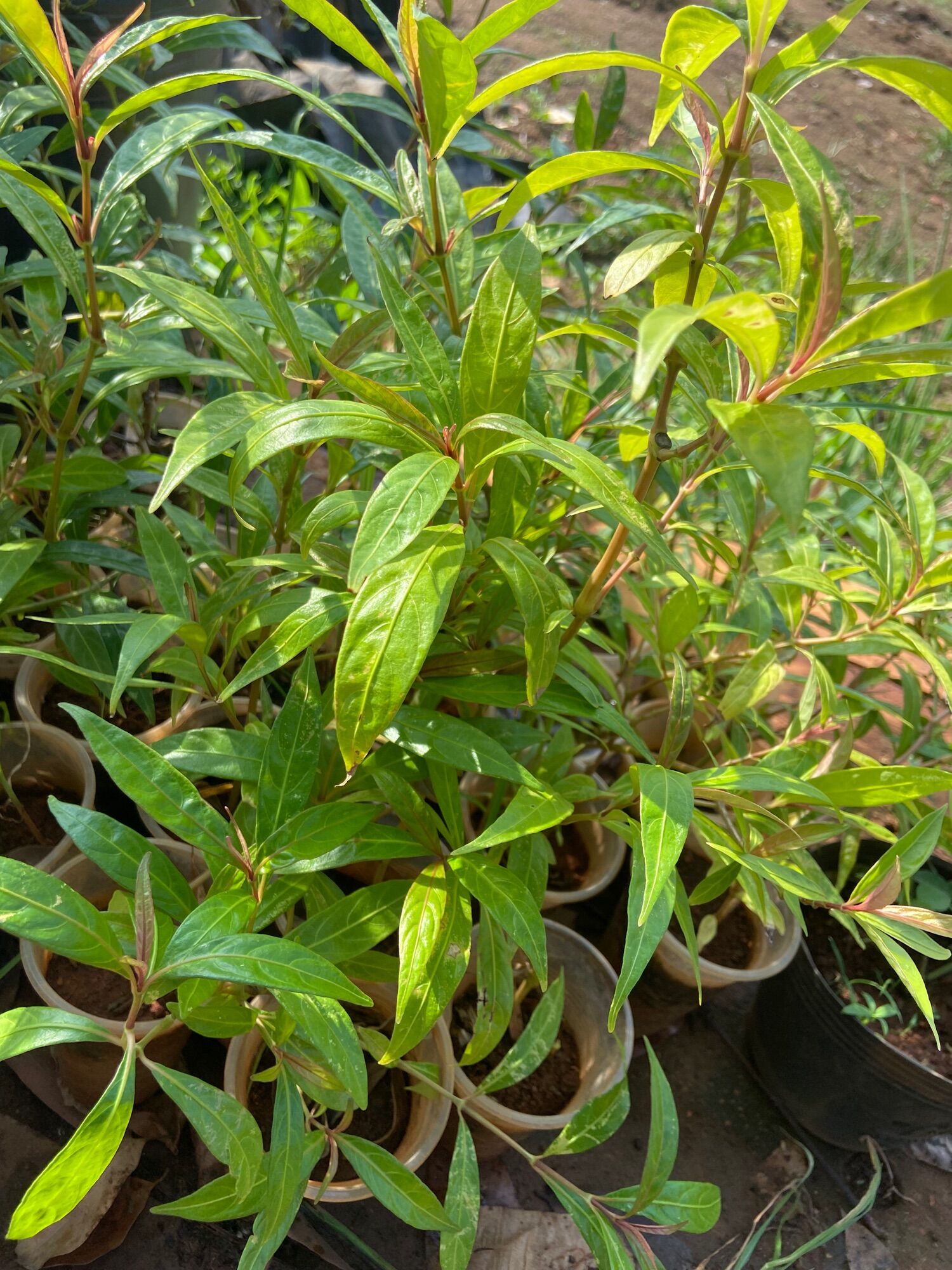 Cây hoàn ngọc đỏ