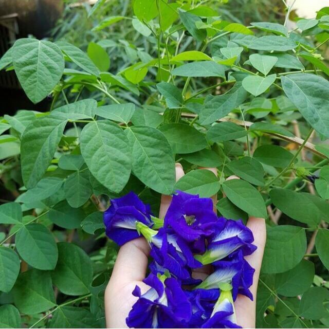 50 Hạt giống hoa đậu biếc