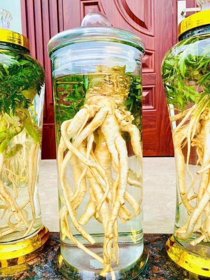 Củ đinh lăng tươi nguyên củ 2kg