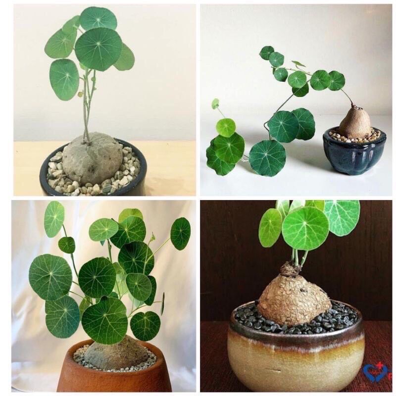 Củ Bình Vôi Thái