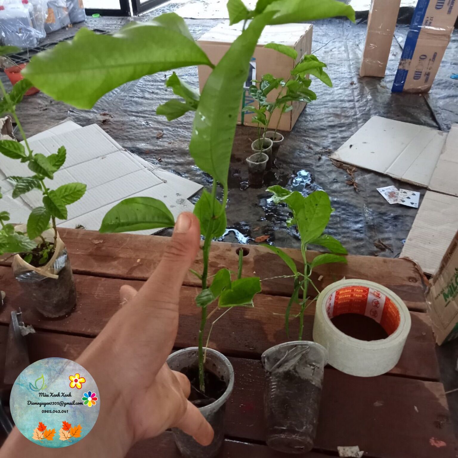 Chanh Dây Tím ngọt 15k/cây