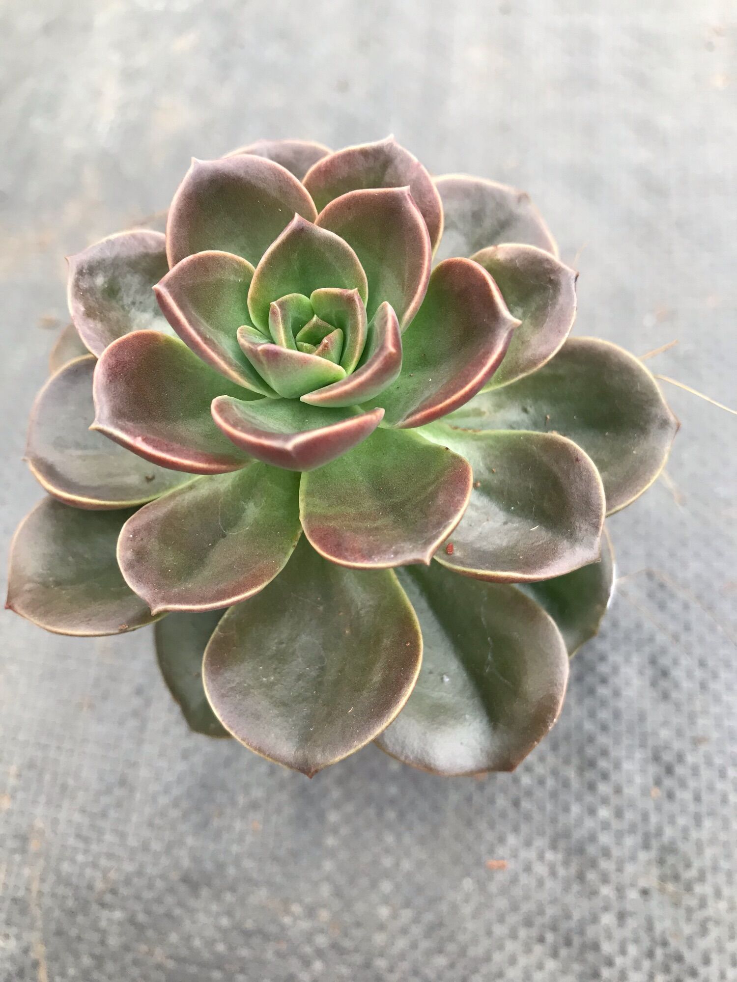 Sen đá nhật nguyệt cute size bầu