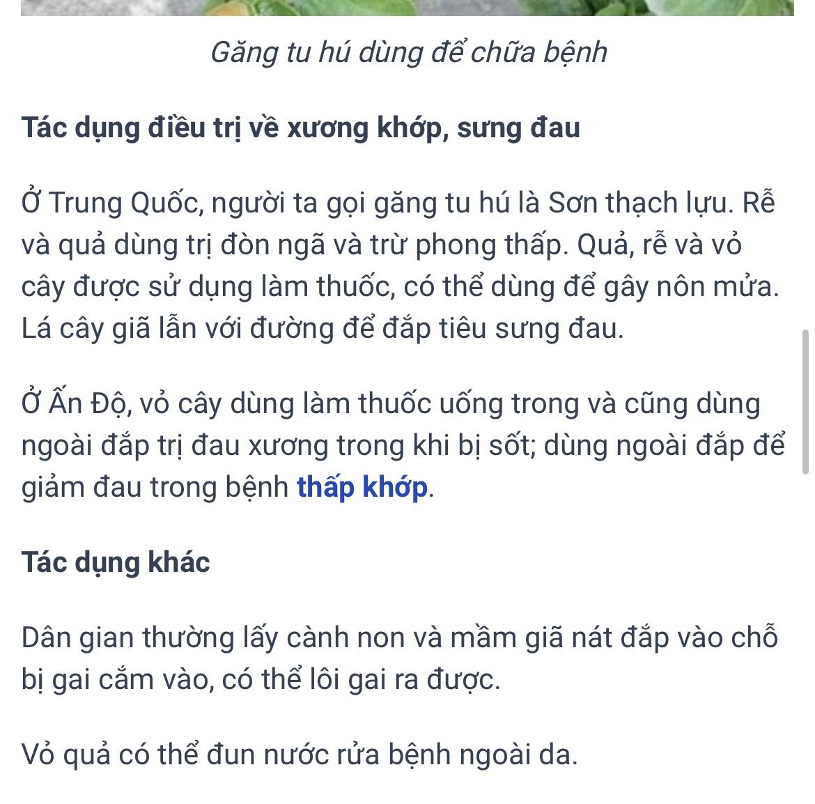 Cây găng tu hú (100 hạt giống)
