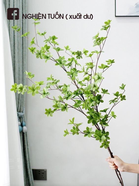 Cành thạch nam nhật bản