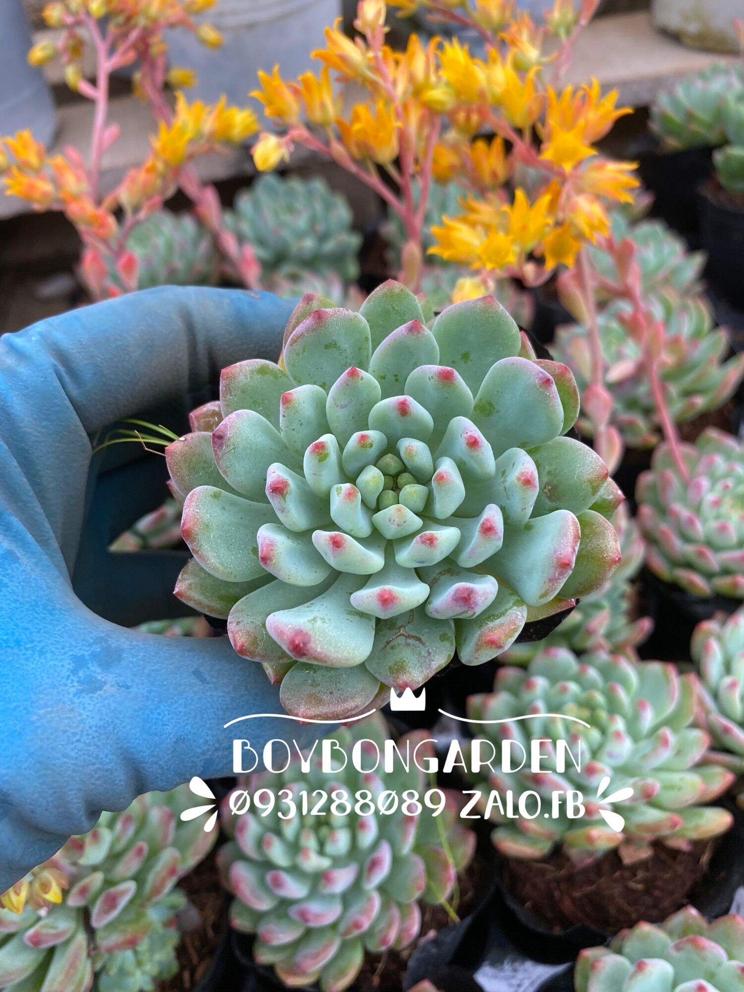 Cây sen đá thược dược đầu đỏ sedeveria blue elf _hàng sẵn tại vườn