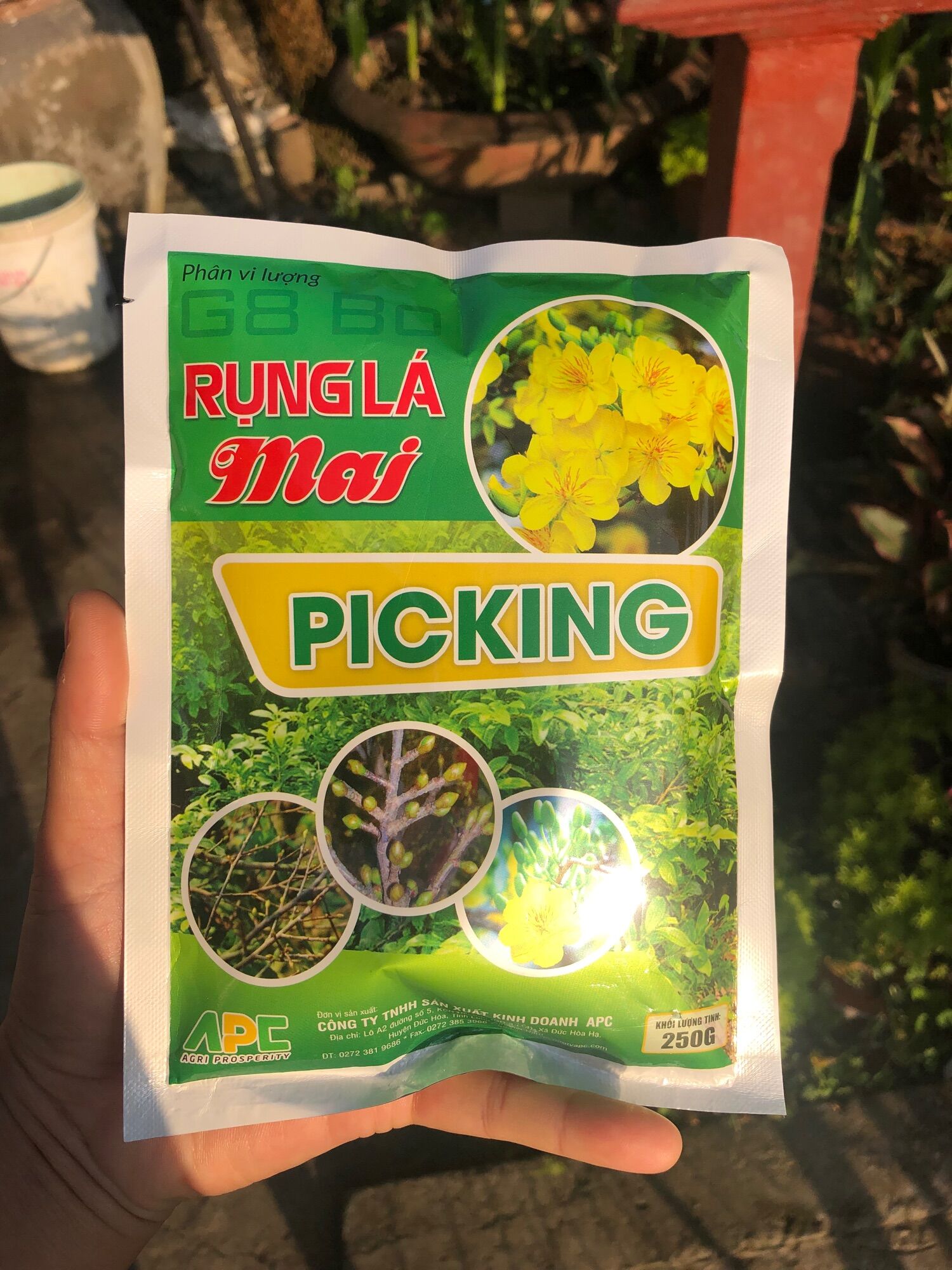 Rụng Lá Mai- Rụng lá đồng loạt, không suy cây, không ảnh hưởng tới nụ hoa