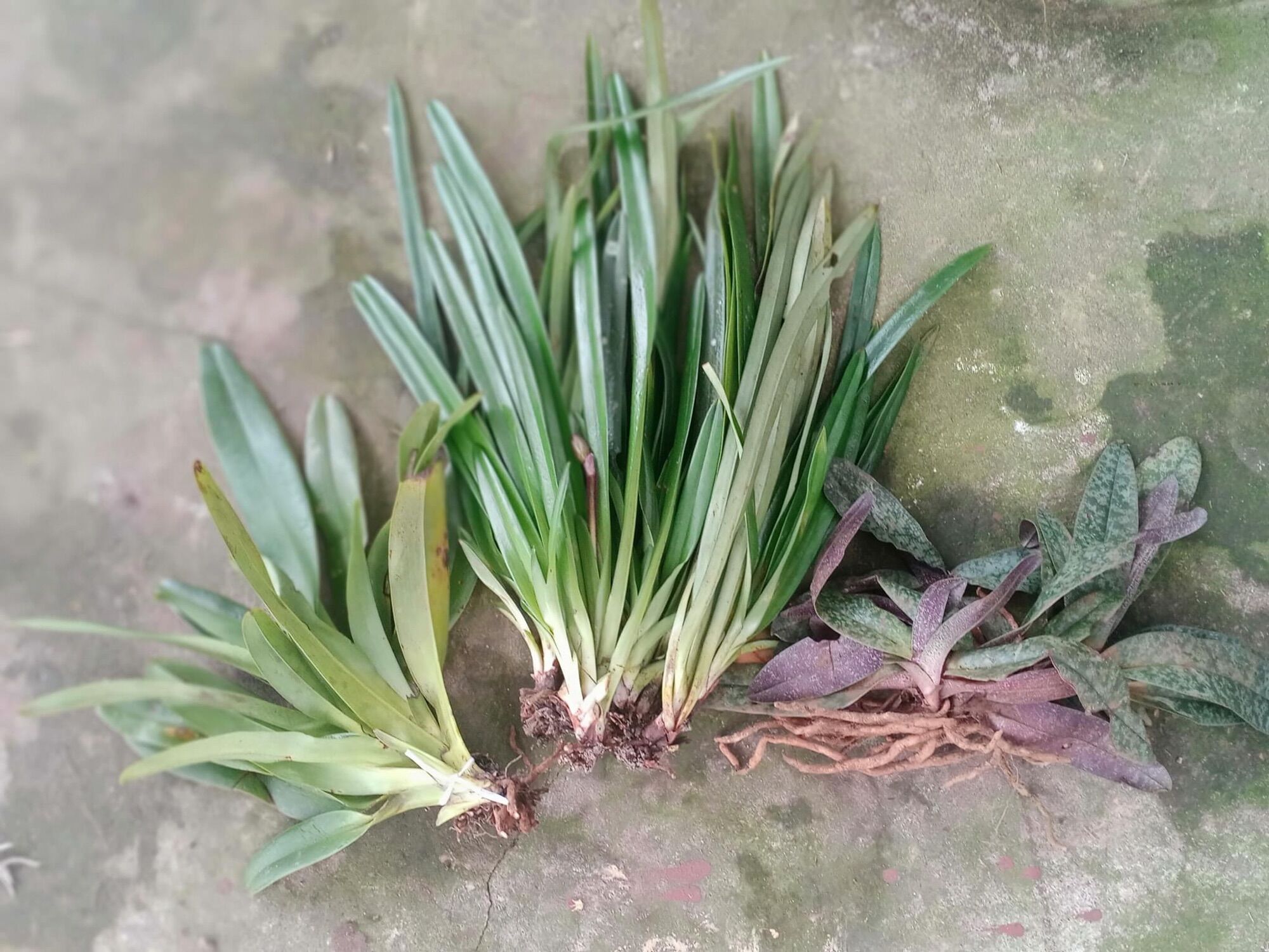 Hoa lan hài(combo 3 loại)