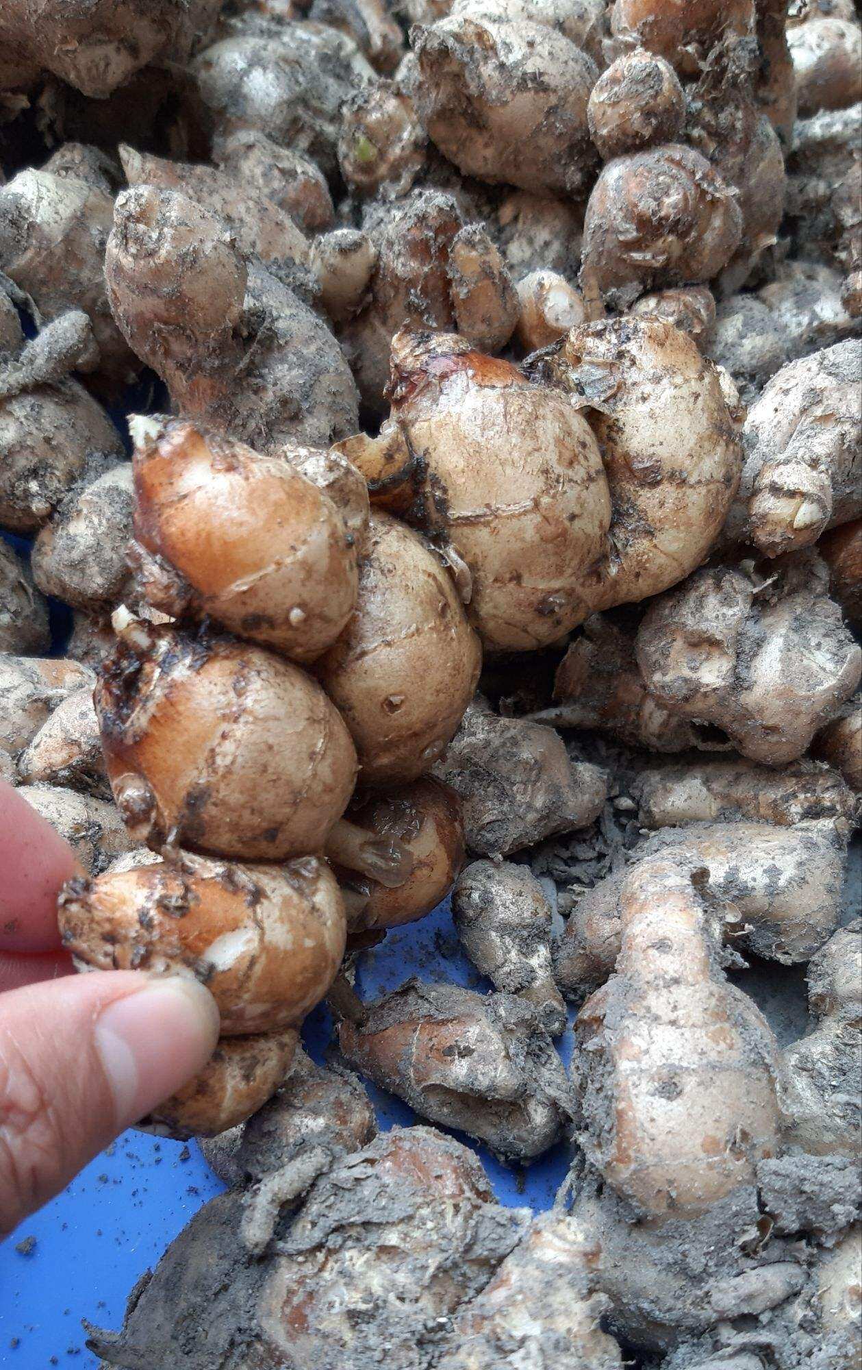 Địa liền tươi 0,5kg