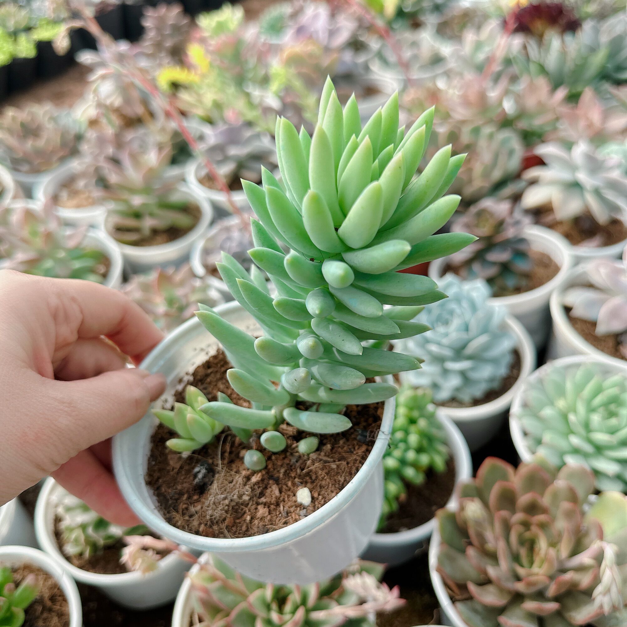 Sen đá chuỗi ngọc lam size trung 5-7cm