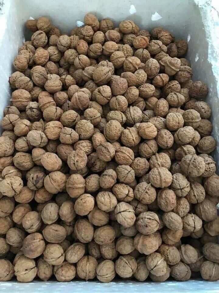 500gr nhân hạt óc chó đỏ nhập khẩu Mỹ