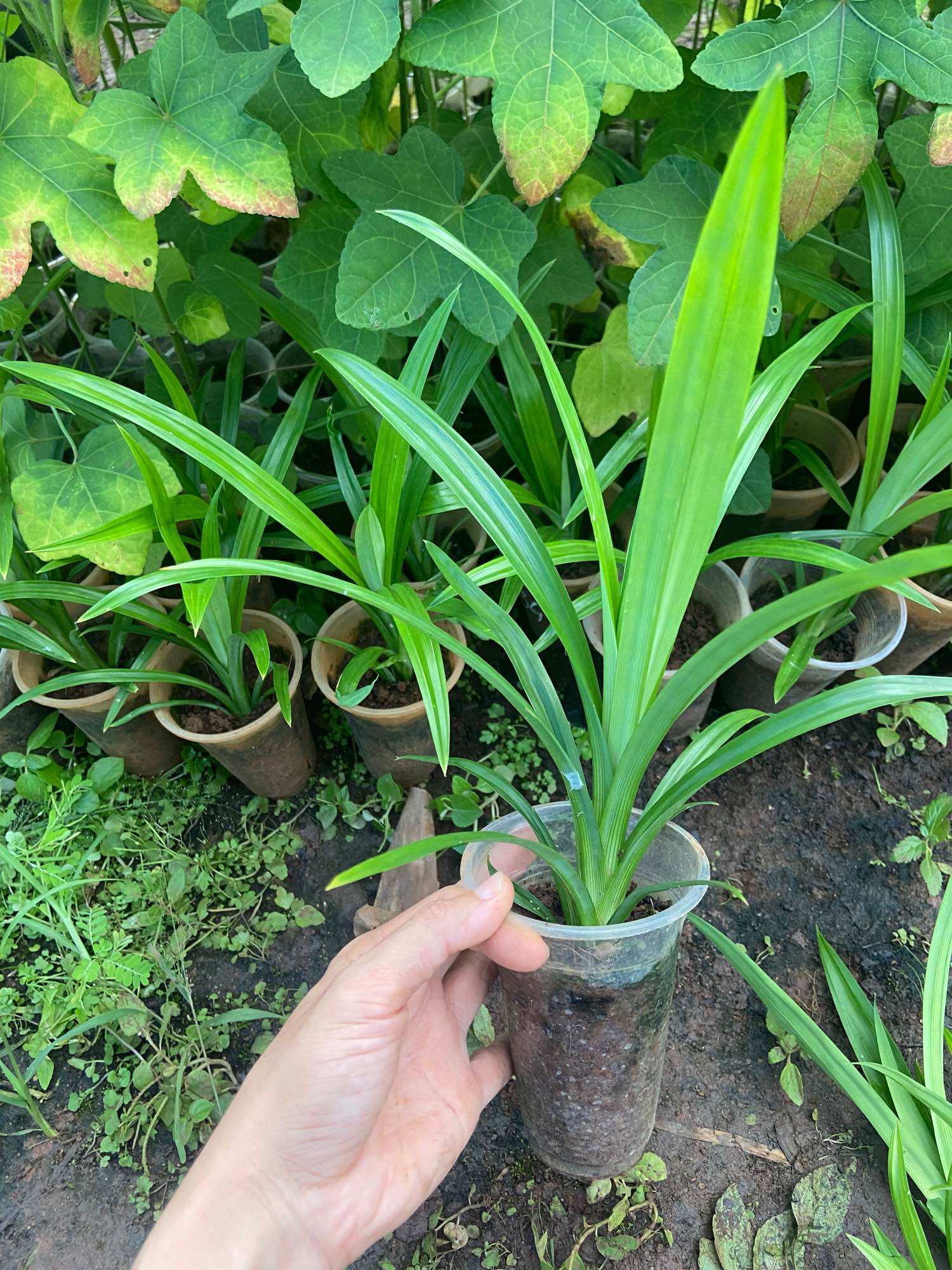 Cây giống lá dứa