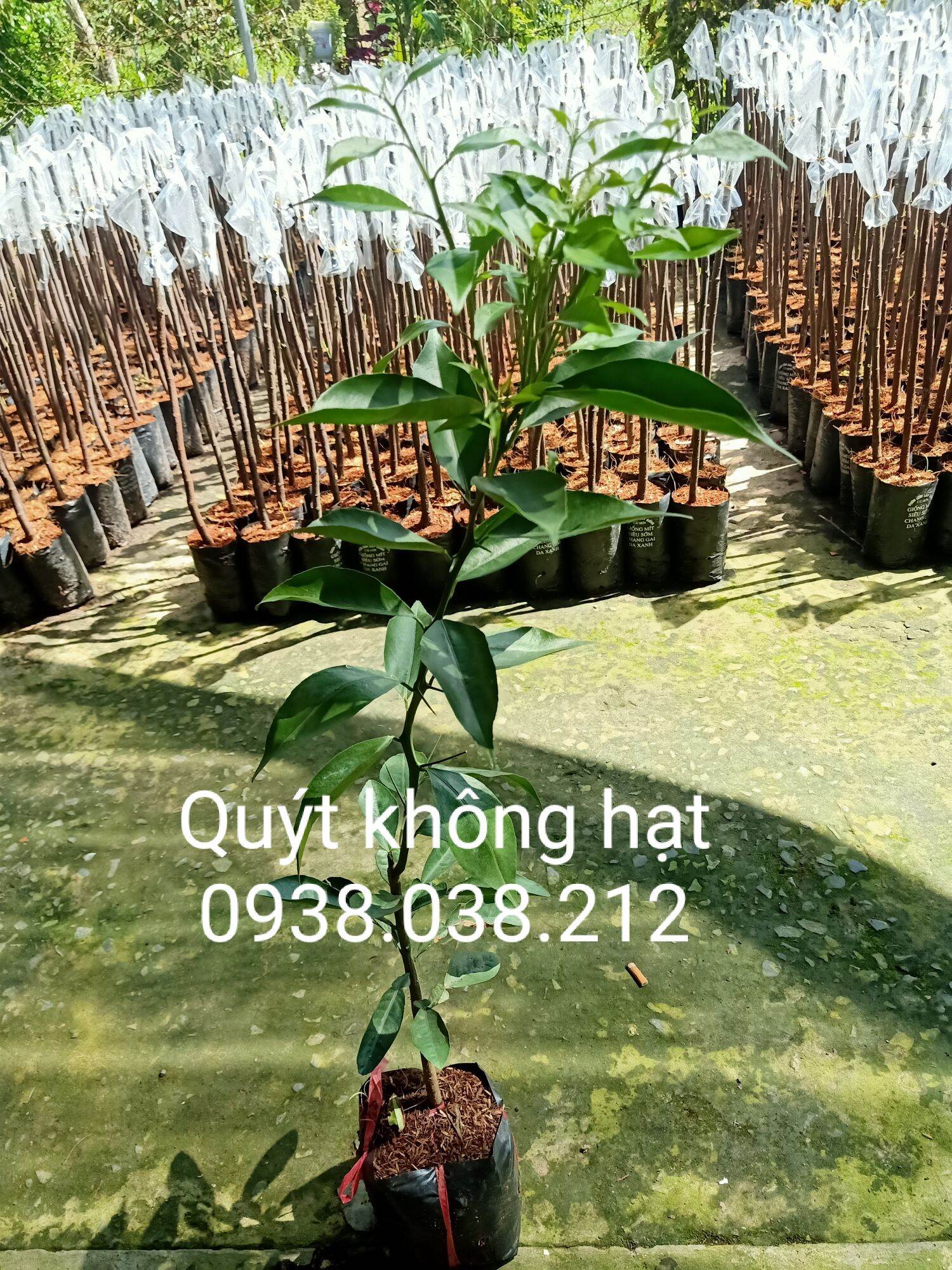 CÂY GIỐNG QUÝT THÁI KHÔNG HẠT