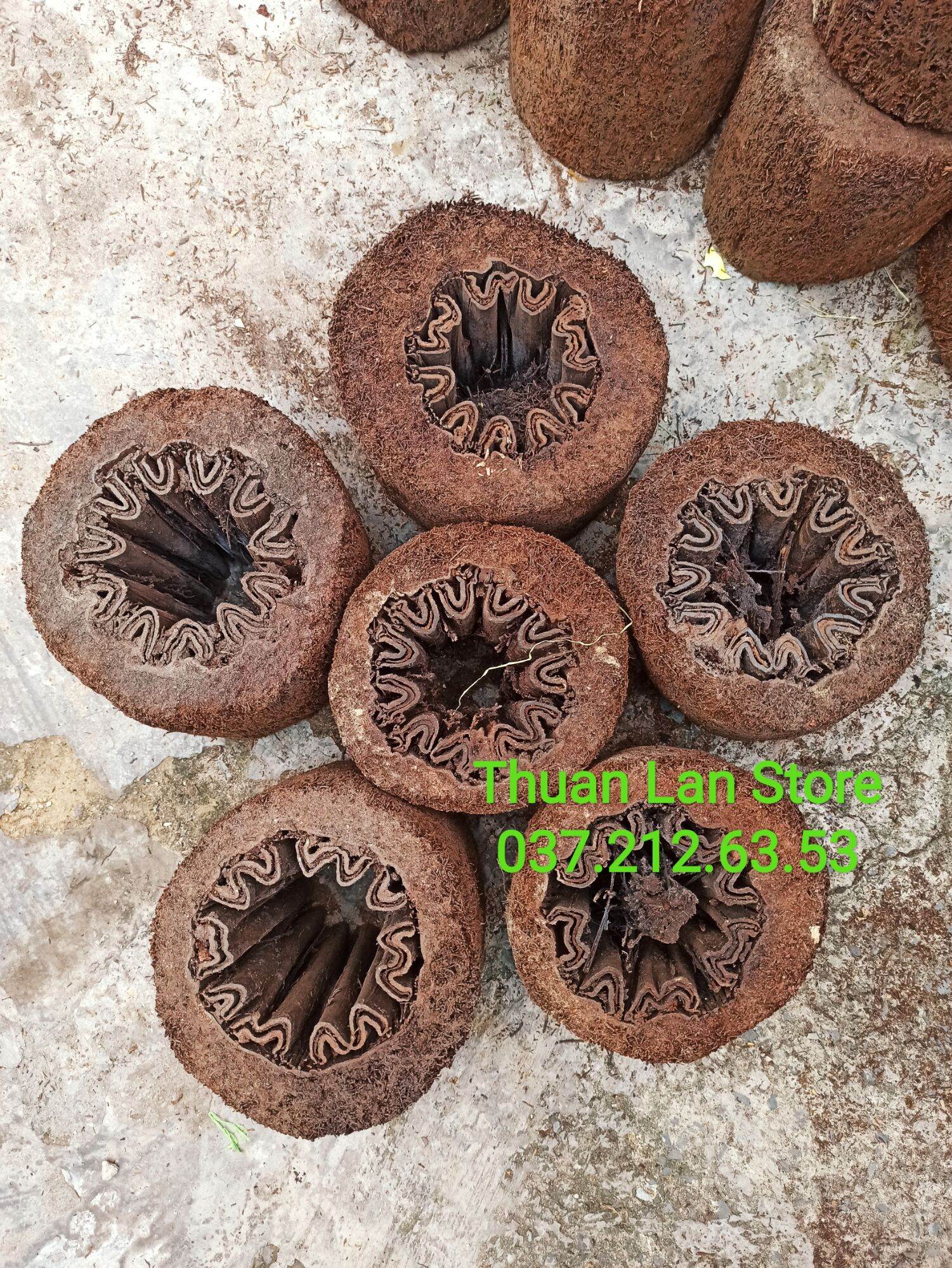 Dớn Trụ Trồng Lan Dày Đẹp Dài 20×20cm