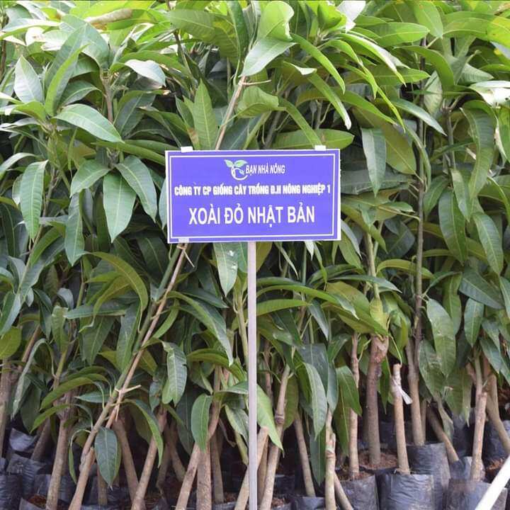 Xoài đỏ nhật. 