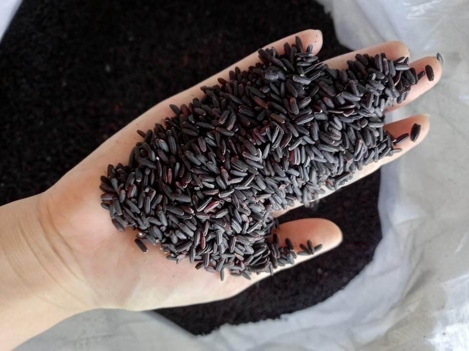 Đặc sản gạo lứt đen Điện Biên (Dẻo Siêu Ngon)