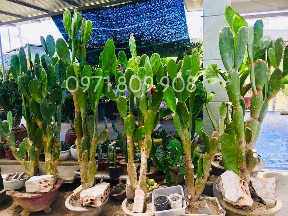 Xương rồng tai thỏ. ( loại 0,5m )