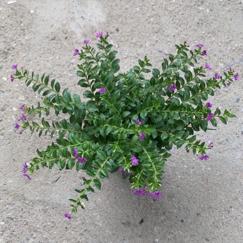 Cây hoa Cẩm Tú (cây giống)
