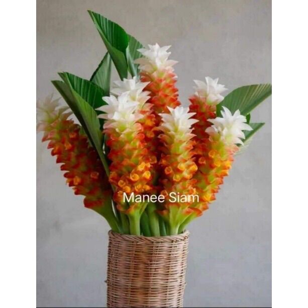 Củ hoa giống đuốc Thái sỉ 4k (set 5 củ )