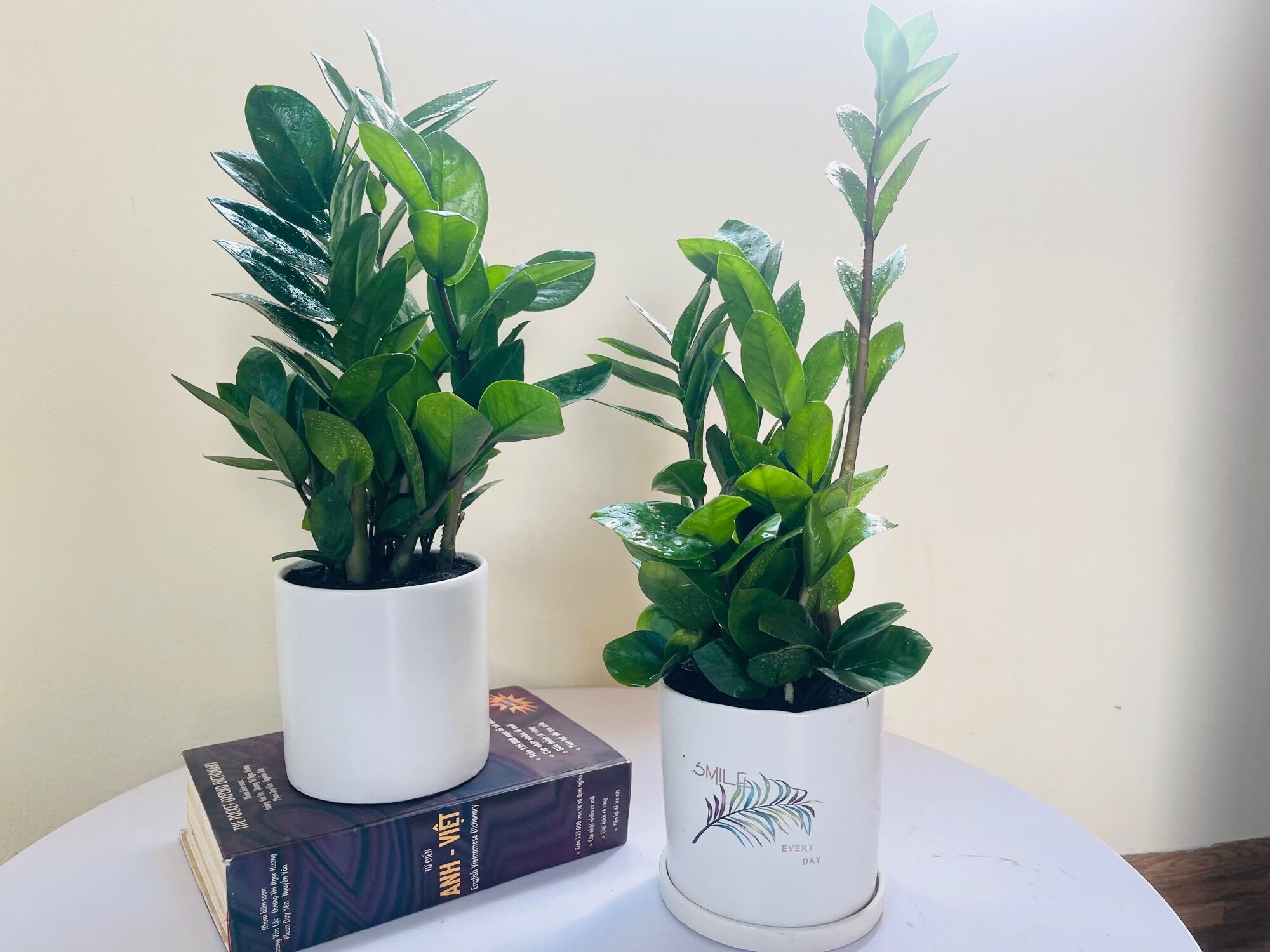 Cây kim tiền size để bàn
