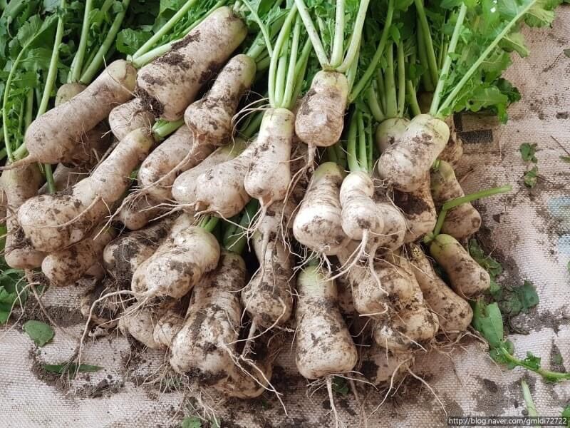 HẠT GIỐNG CỦ CẢI CHONGAK HÀN QUỐC