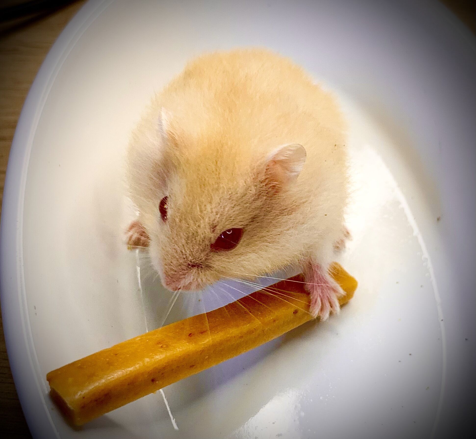 1 thanh phomai mềm cho hamster,sóc, thỏ, bọ ú