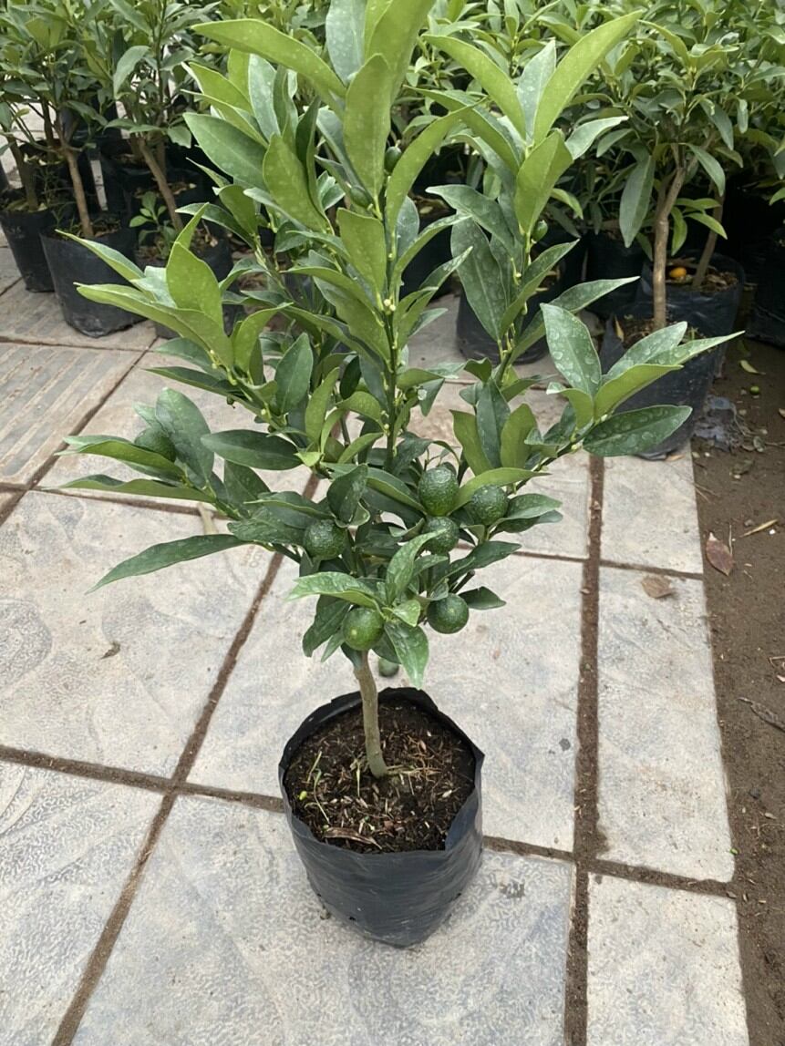 Cây Tắc mỹ vỏ ngọt trái ngọt