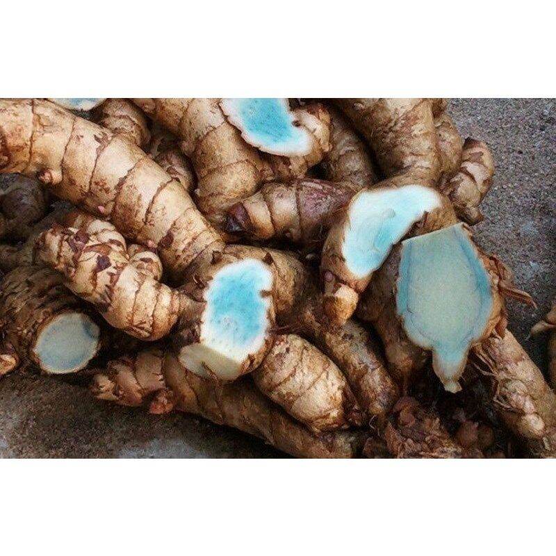 CỦ NGHỆ ĐEN TƯƠI.59k/kg:. CÂY GIỐNG.12k/bầu