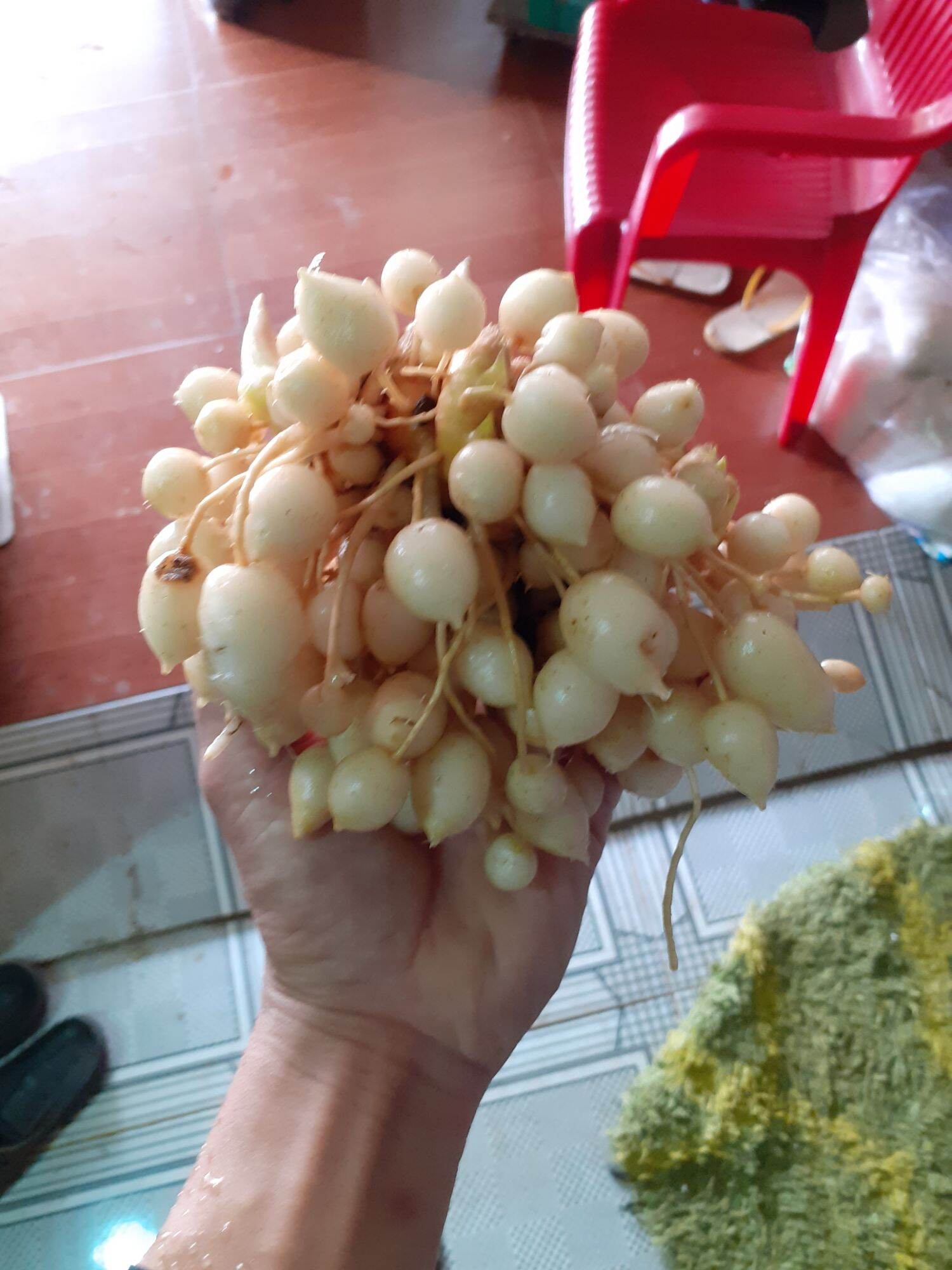 củ tam thất nam tươi 200g