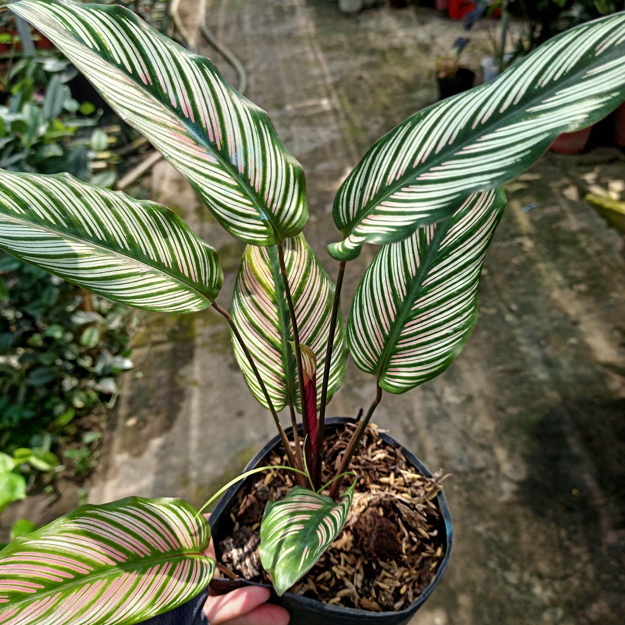 Calathea white star - chậu cây đuôi công ngôi sao trắng