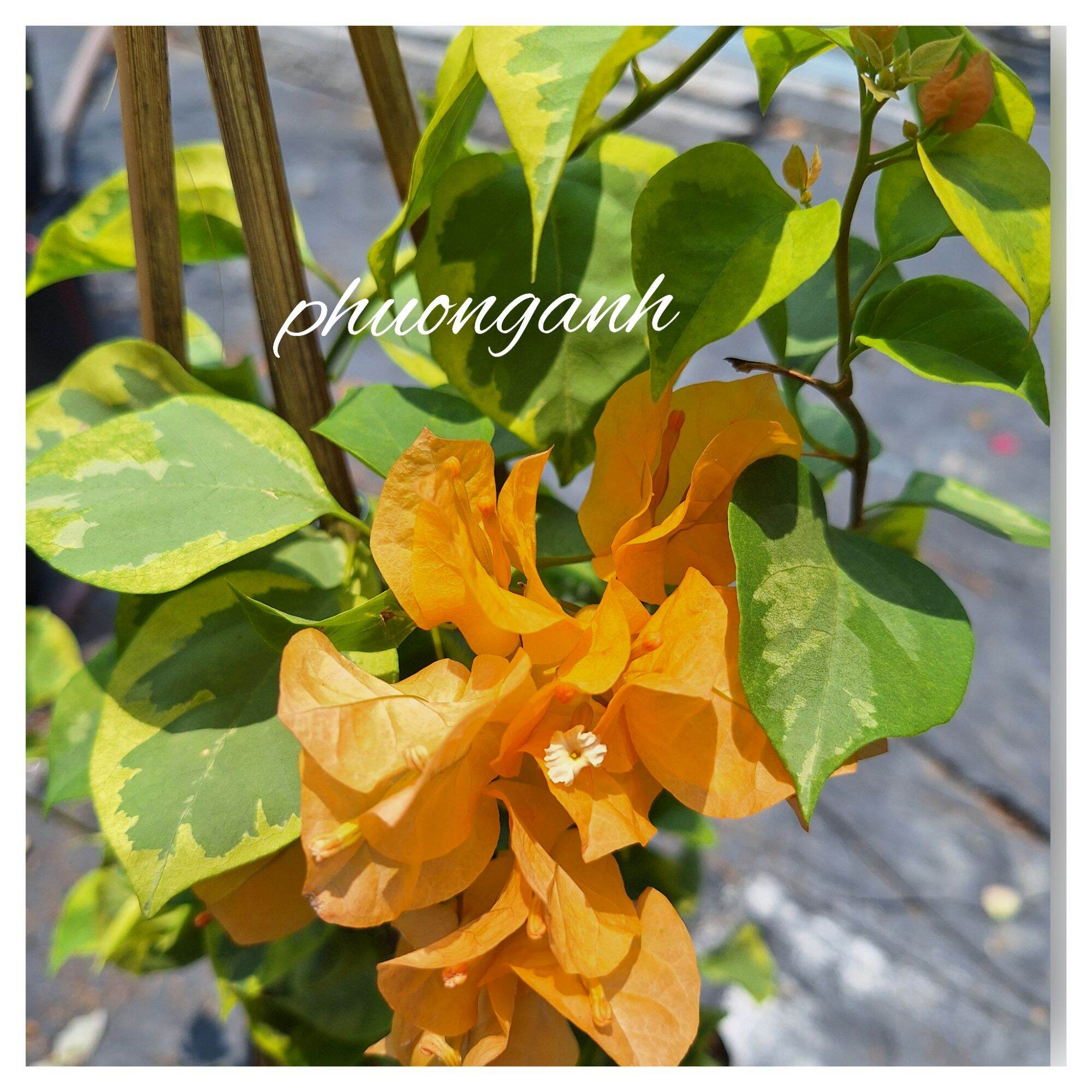 Cây hoa Giấy cẩm thạch Vàng , chưa hoa . Cao khoảng 30cm đã vào chậu C6.