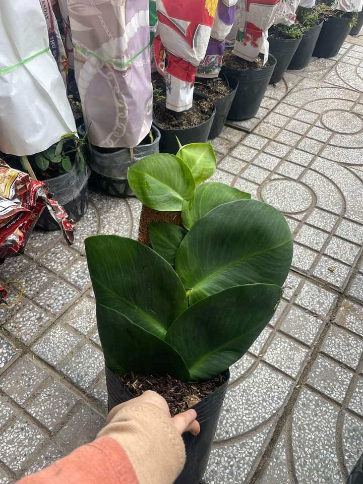Cây dây leo tường kắt Kè