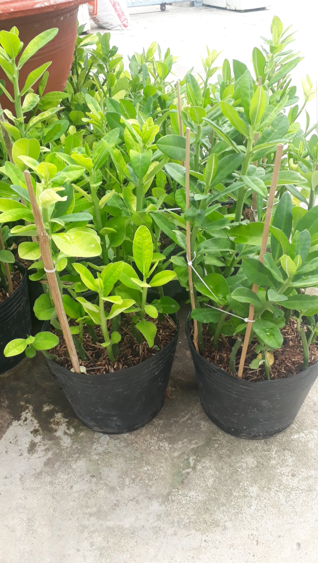 Chậu cây thạch anh lớn