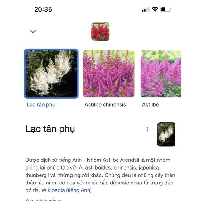 Cây Giống Hoa Lạc Tân Phụ(1 cây)
