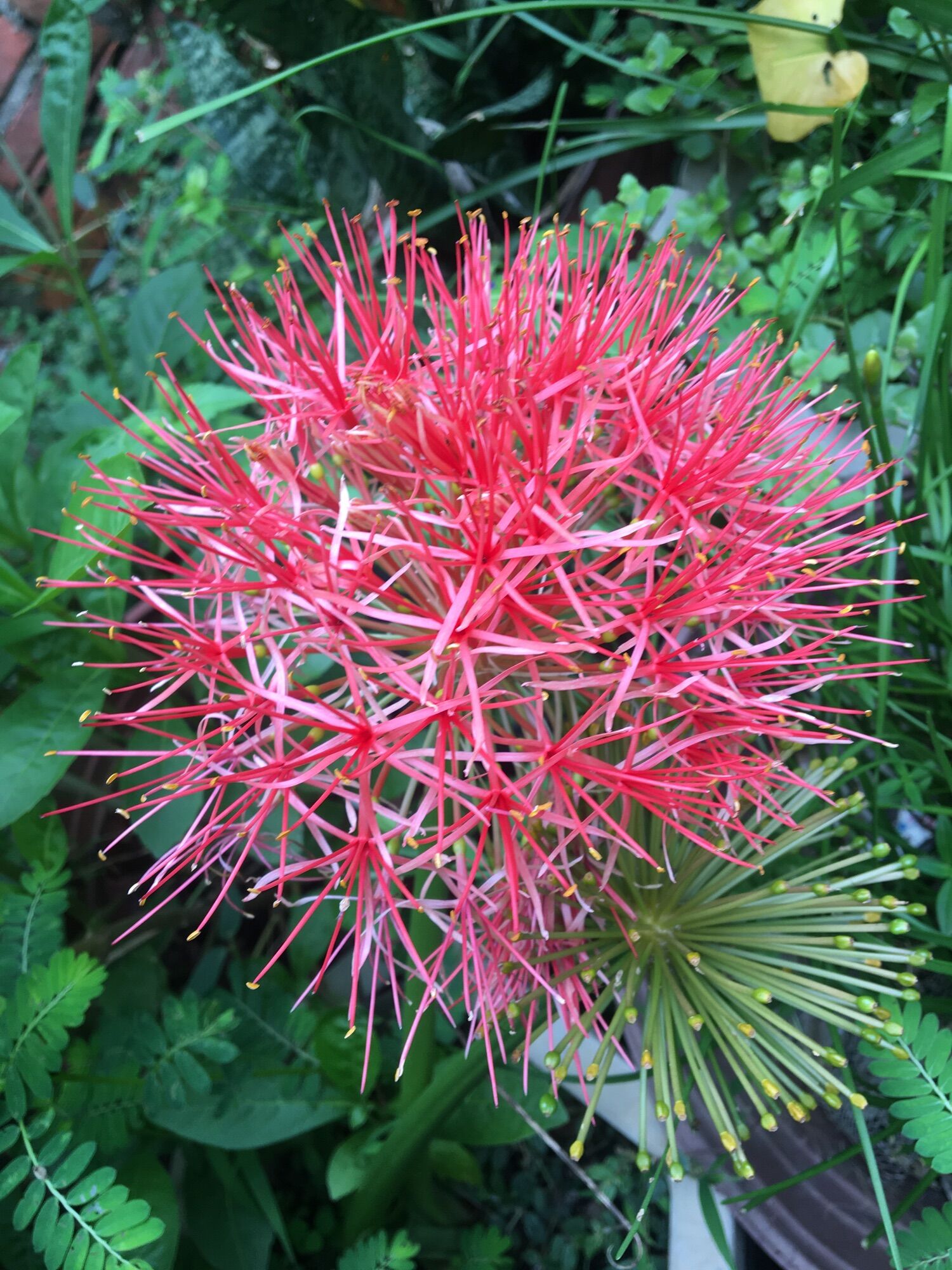 Củ hoa hồng tú cầu
