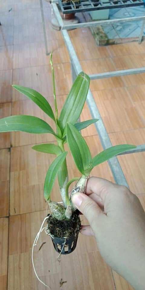 Denro chớp enobi giống (chớp bò sữa)