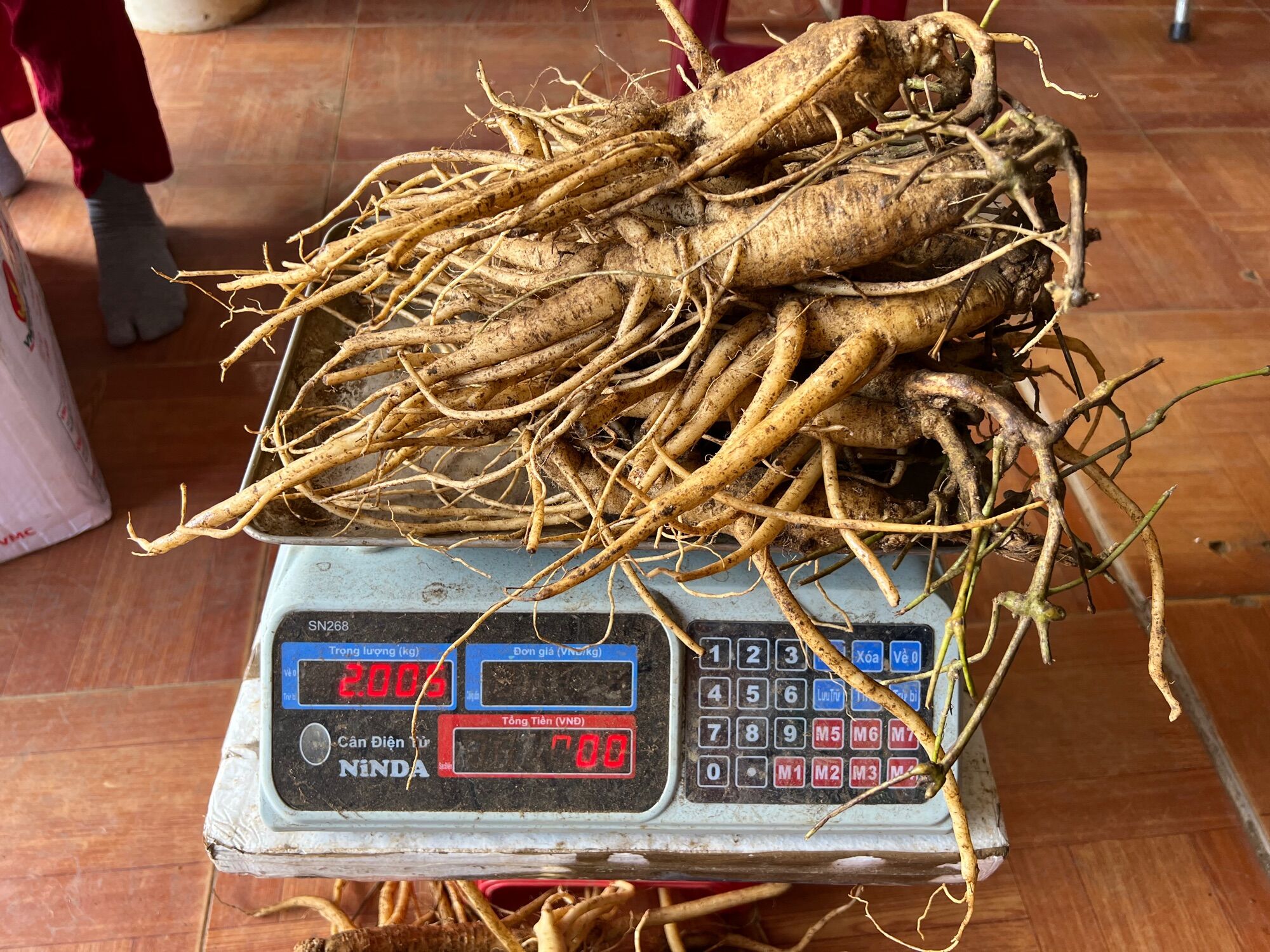 Sâm dây Ngọc Linh 5 củ/kg