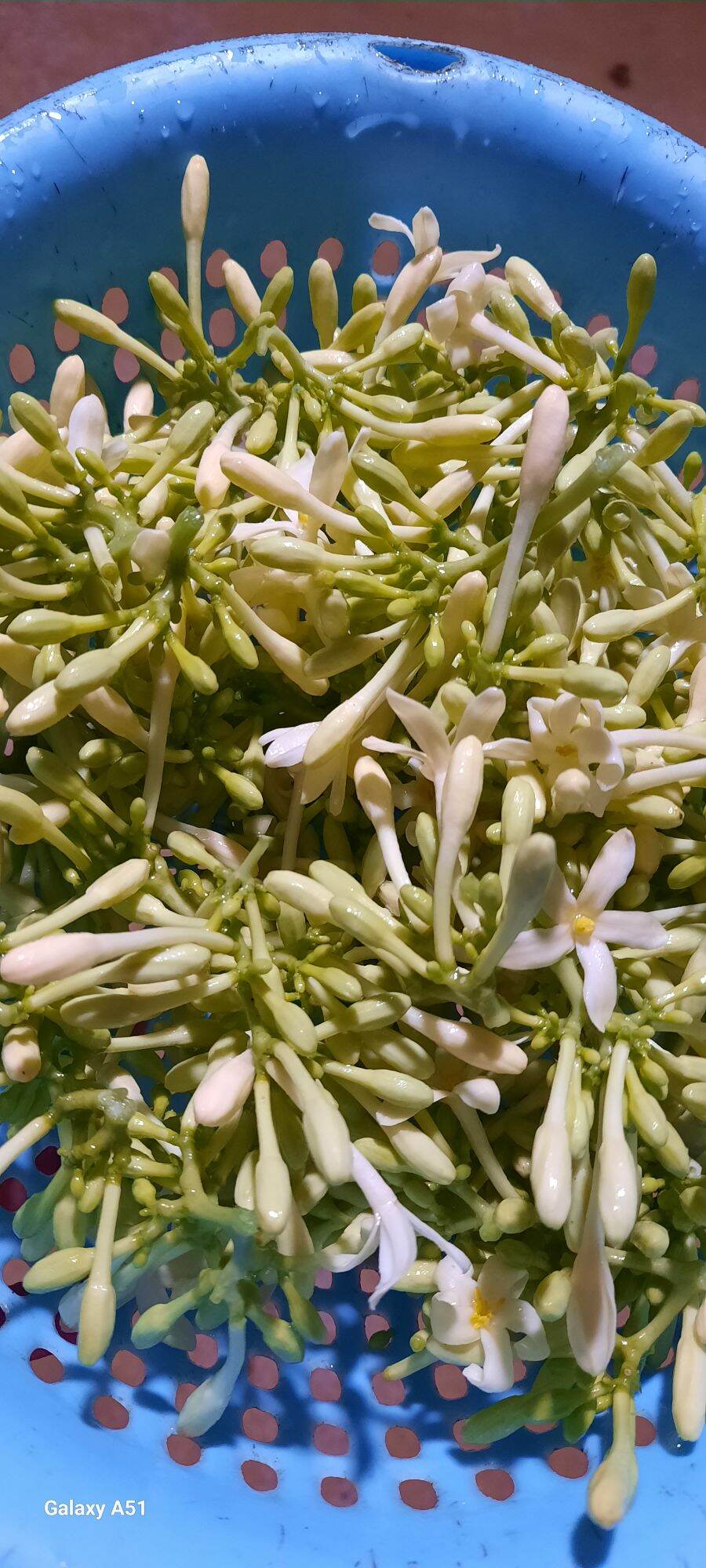 500gr lá đu đủ đực phơi nắng khô, thơm, sạch