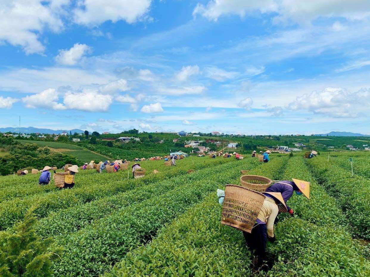 Hồng Trà Olong 250gr - Tằng Vĩnh An