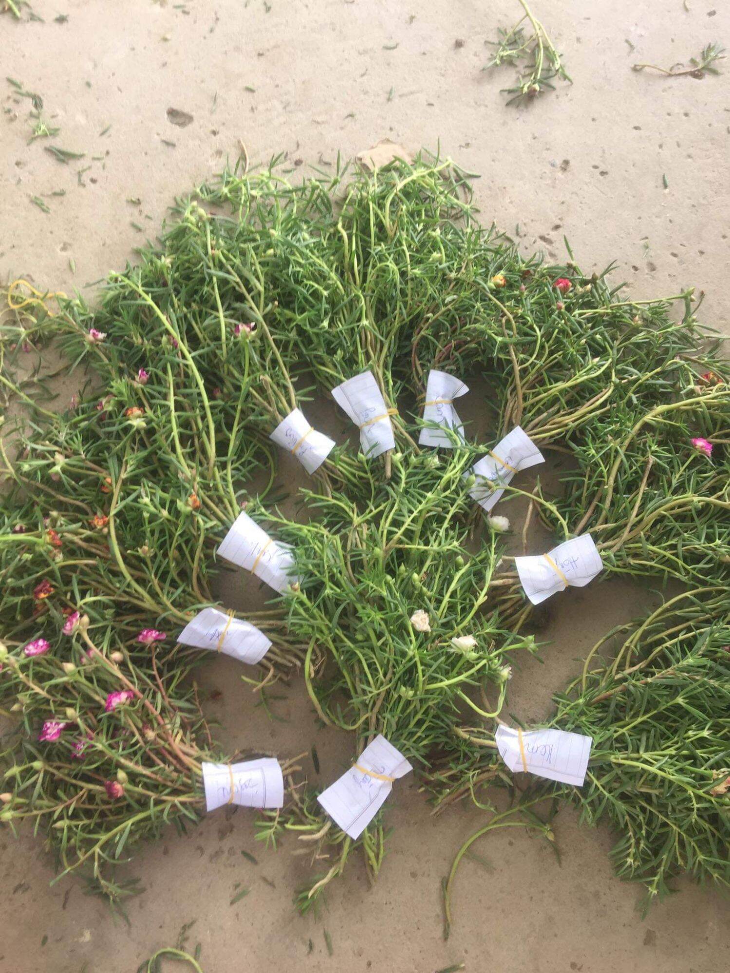 cành 10 giờ thái kép 1 ký 8 màu