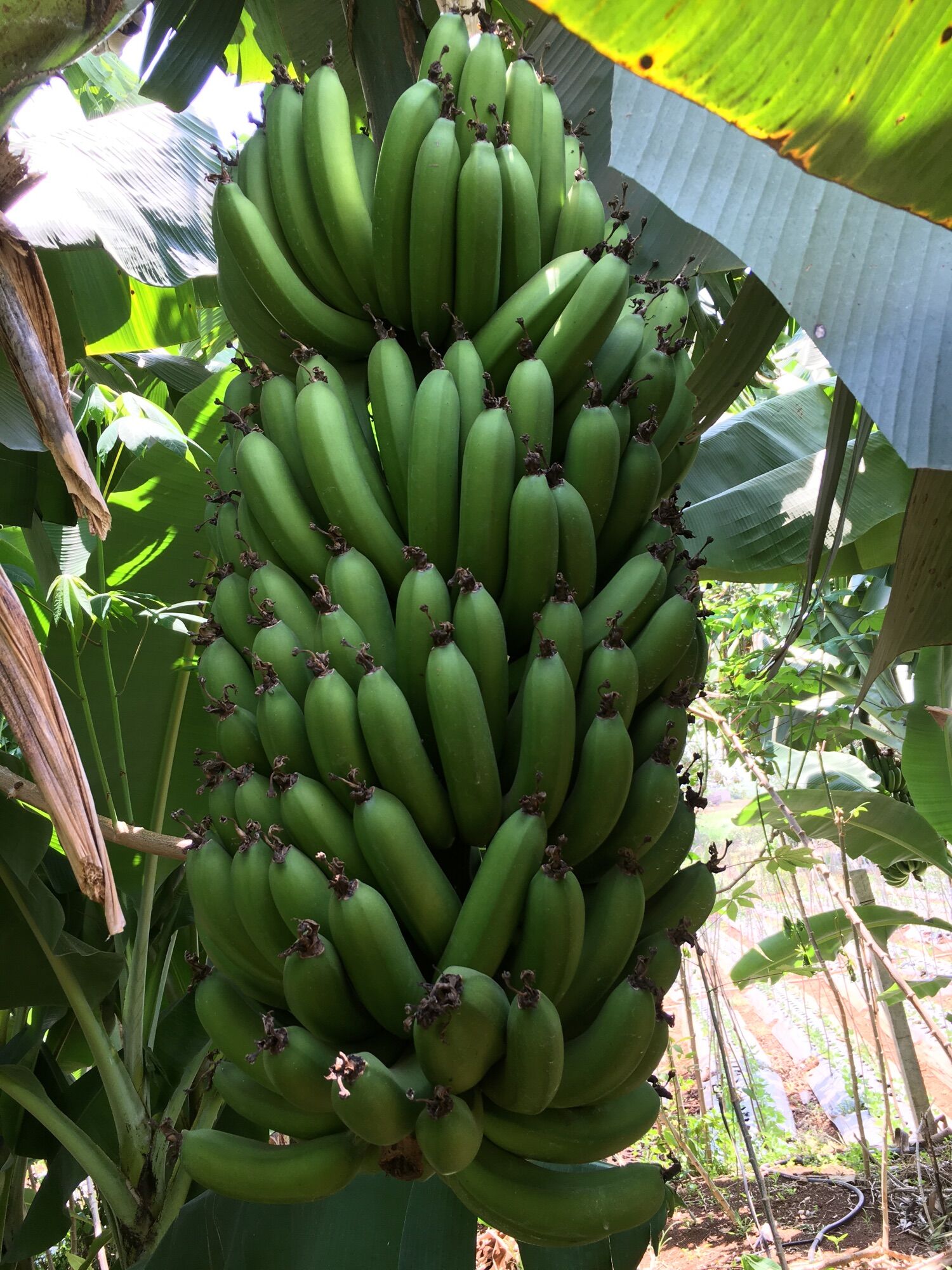 Chuối LaBa Đà Lạt Xanh (1kg)