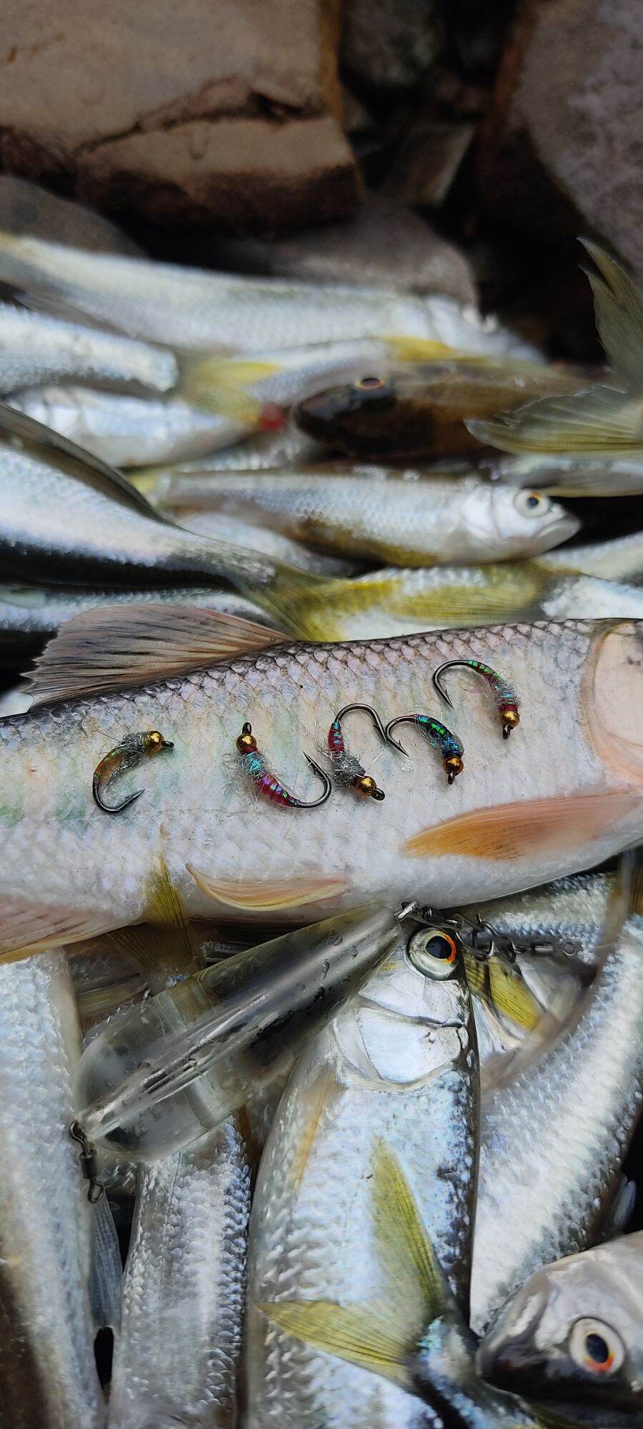 5 fly lure cá mương (mồi câu cá mương)