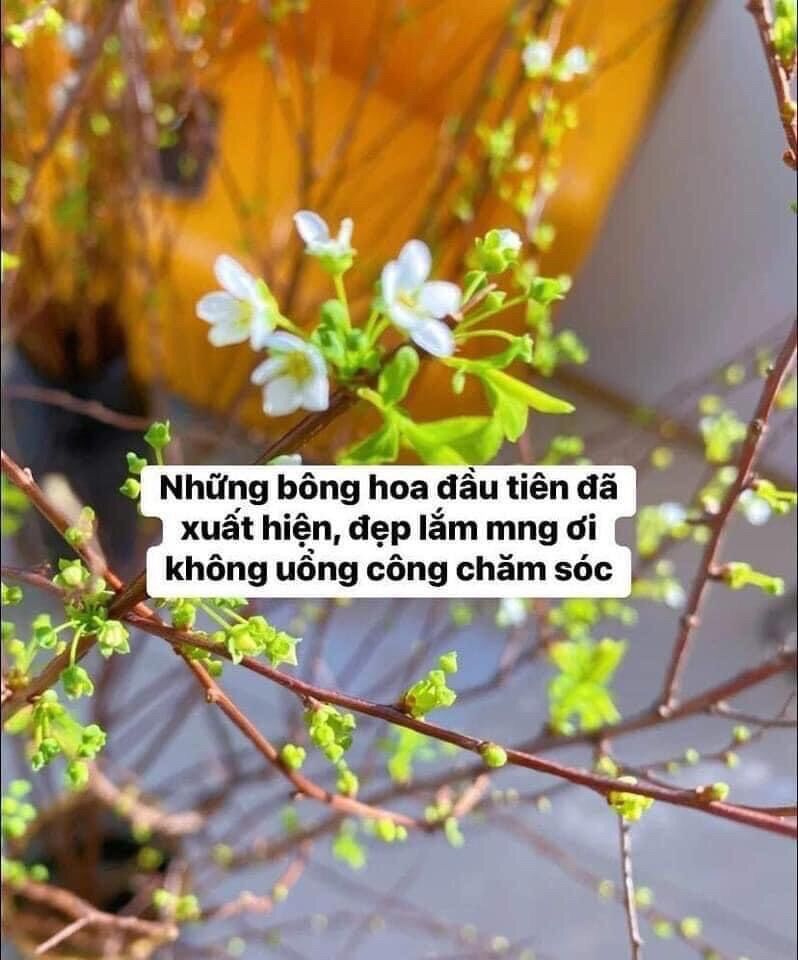 Combo 1 bó 10 cành tuyết mai đang nụ ( hoa chơi 5 tuần)