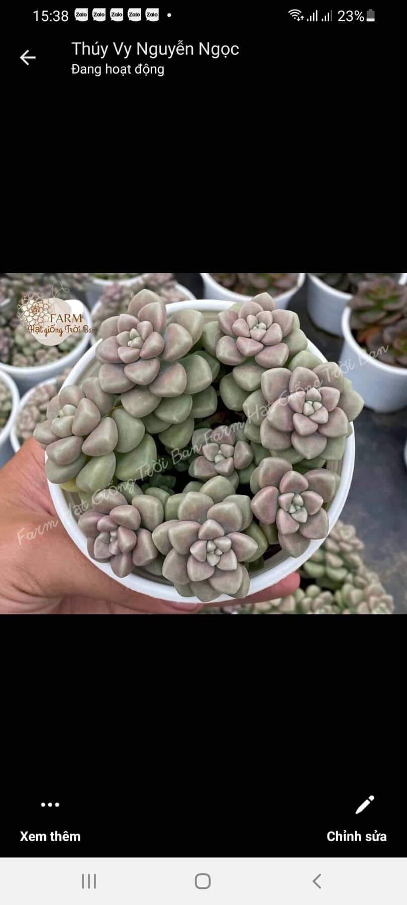 Sen đá kim tuyến cute size trung