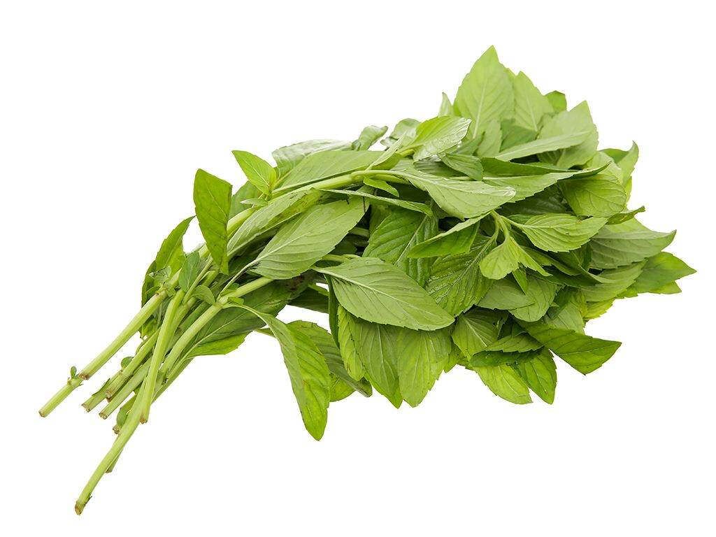 Hạt giống Húng cây