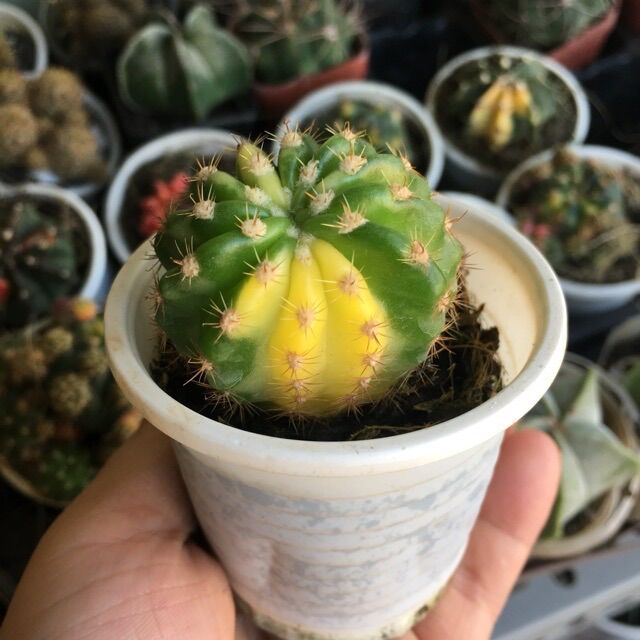 Xương Rồng Echi Lem Vàng