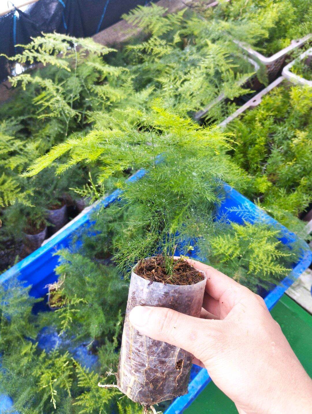 Kim thuỷ tùng mini bầu nilong