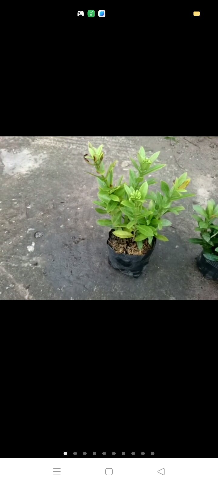Cây hoa mẫu đơn ngũ sắc