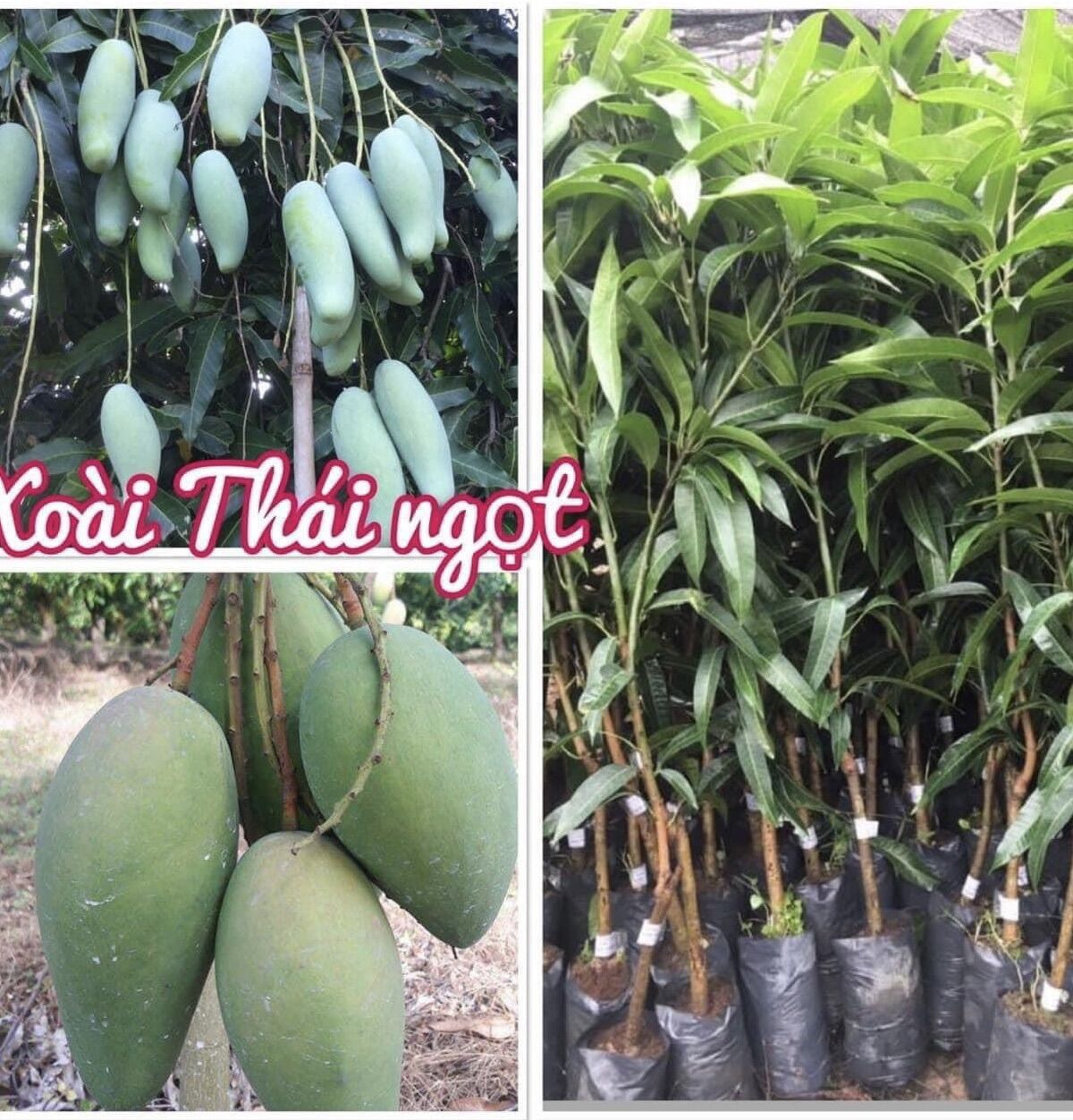Cây giống xoài thái