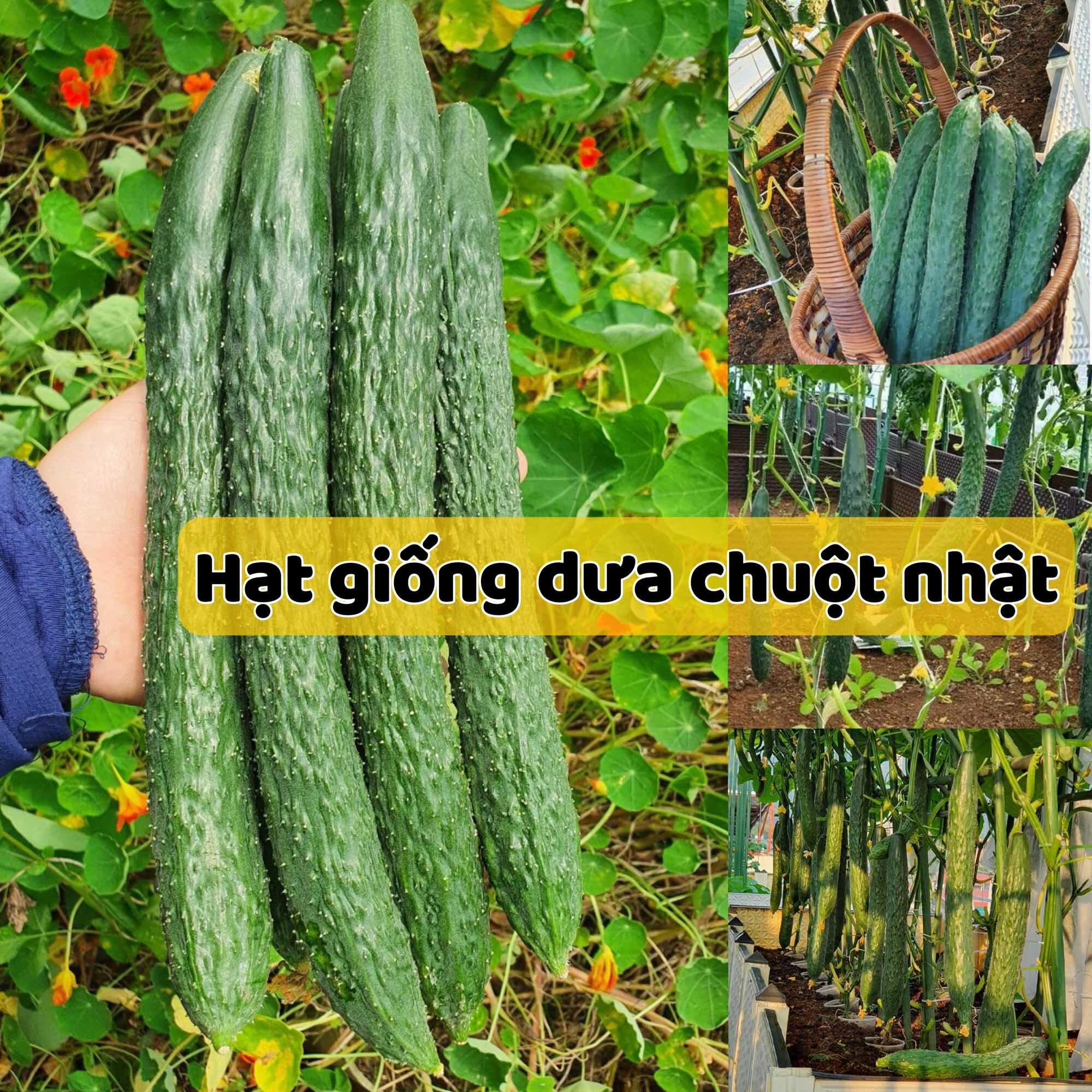 Hạt giống dưa chuột dài dưa kiếm nhật - Dễ Trồng,Năng Suất Cao