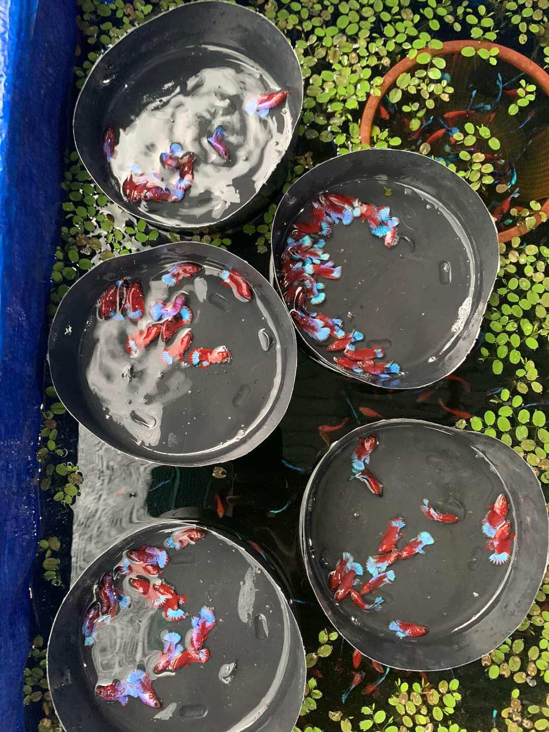 10 red fancy bầy